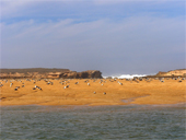 oualidia plage